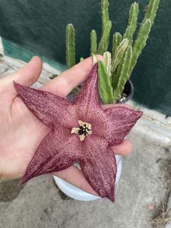 Starfish Stapelia Blooming Large Flower Plant, In 6 Inch Pot Pick Up Only