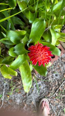 Bromeliads