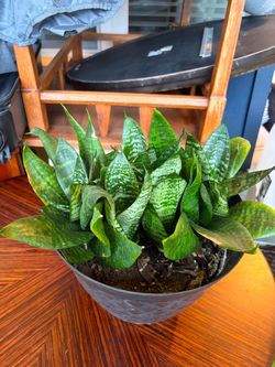 Live Potted Snake Plant