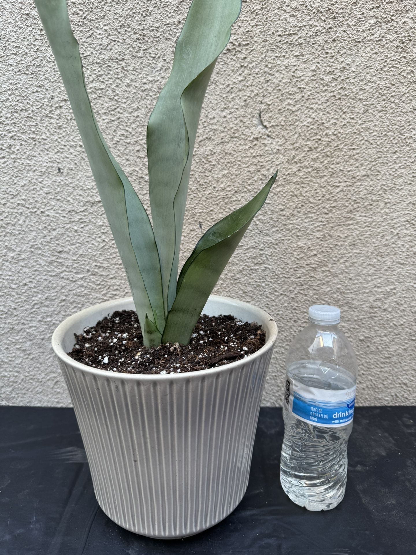 Moonshine Snake Plant