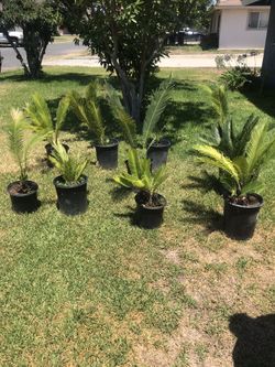 Sago Palms
