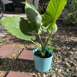 ALOCASIA ODORA “ Elephant Ear”