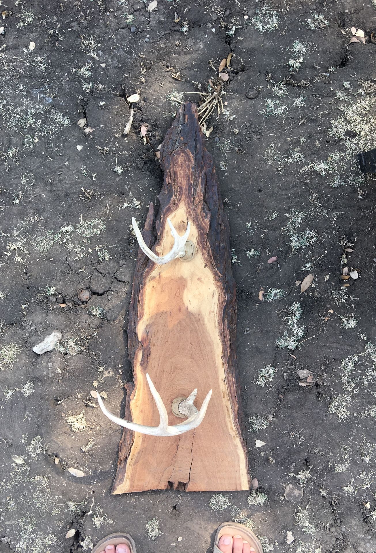 Deer Racks for Sale in Dripping Springs, TX OfferUp