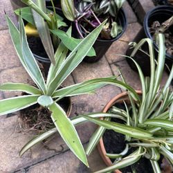 Agave Plant Spider Plant Each 10.00
