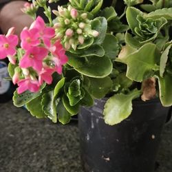 Pink Kalanchoe Plant One Gallon 