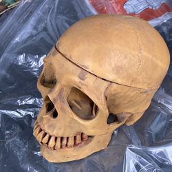 Realistic model skull vintage movable mouth $25