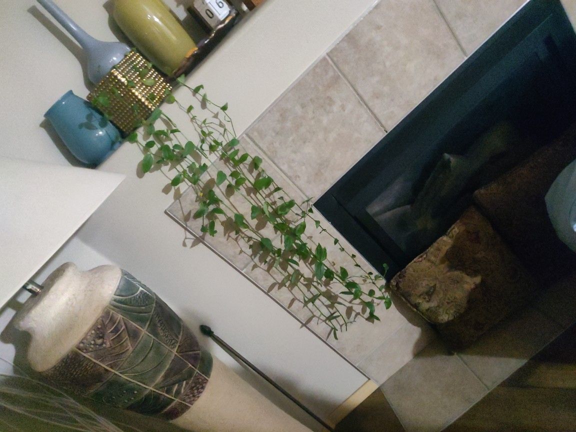 Plant