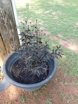 Twenty four inch crepe tree