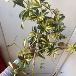 Schefflera Read Description ⤵️