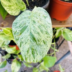 Plants For Sale 10 Each 