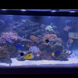 Reef Tank Equipment 