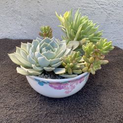 Succulents Planter .