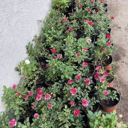 Hardy Miniature Rose Bushes In Different Colors 