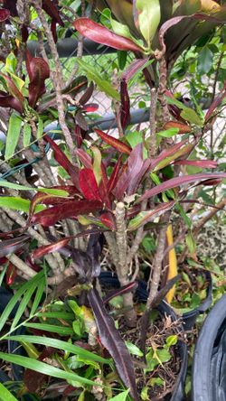 Plantas