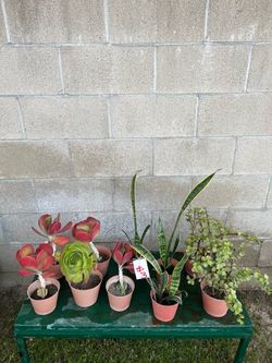 Assorted Succulents