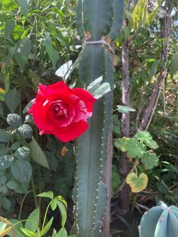 Rose planted