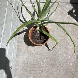 Aloe Vera Plant