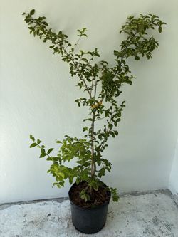 Zill High-C Barbados Cherry Tree