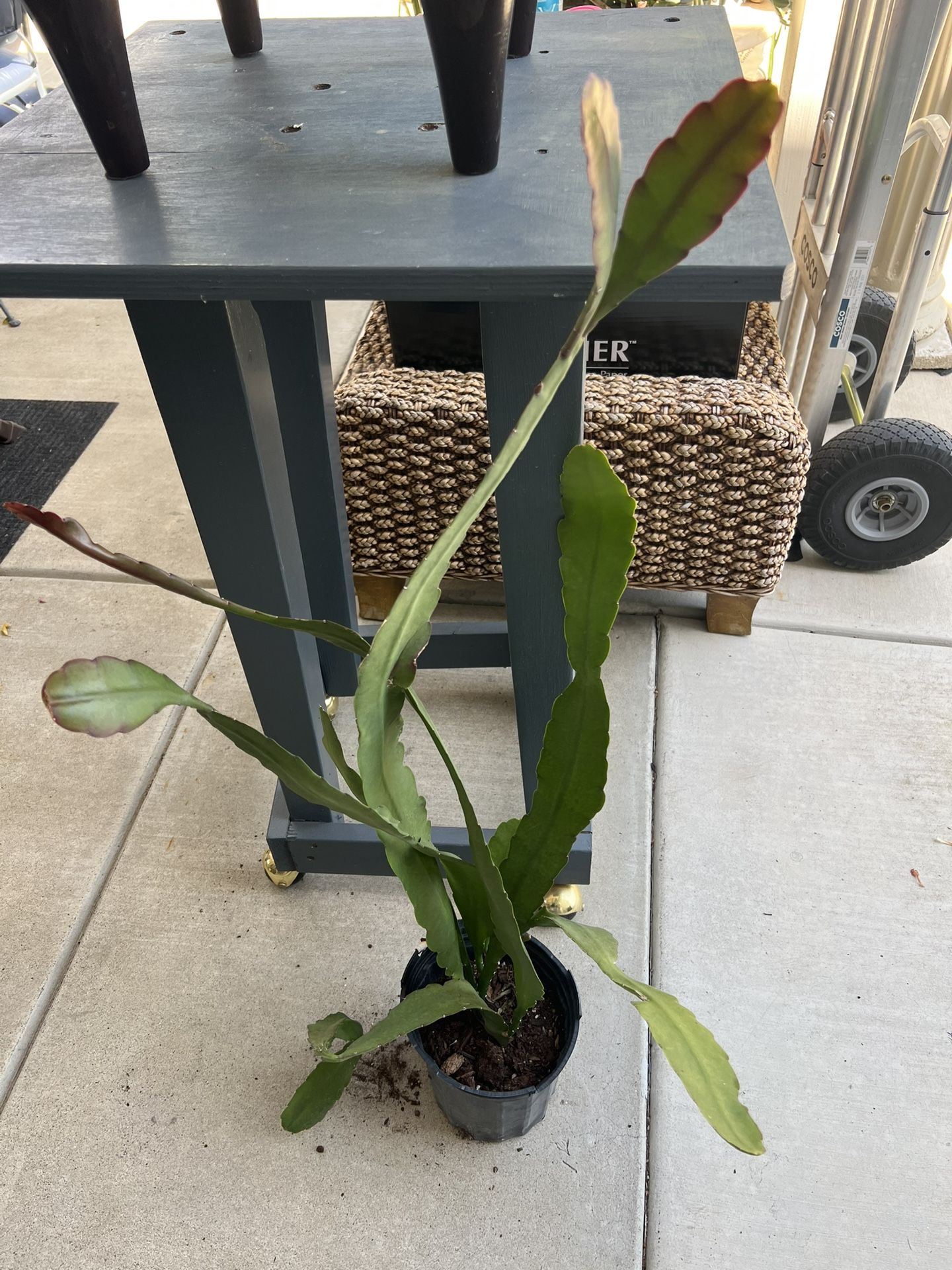 Epi White Flower Plant