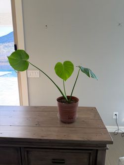 Live Monstera Plant 6.5”x 6” container