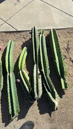 Peruvian Apple Cactus