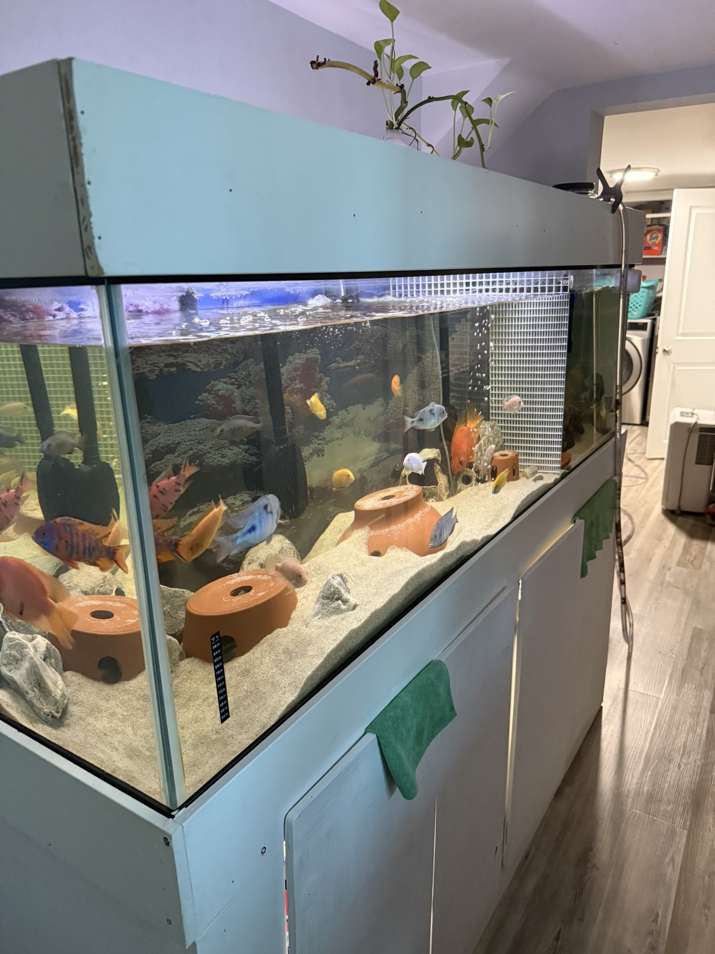 129 Gallon Fhis Tank &fhis