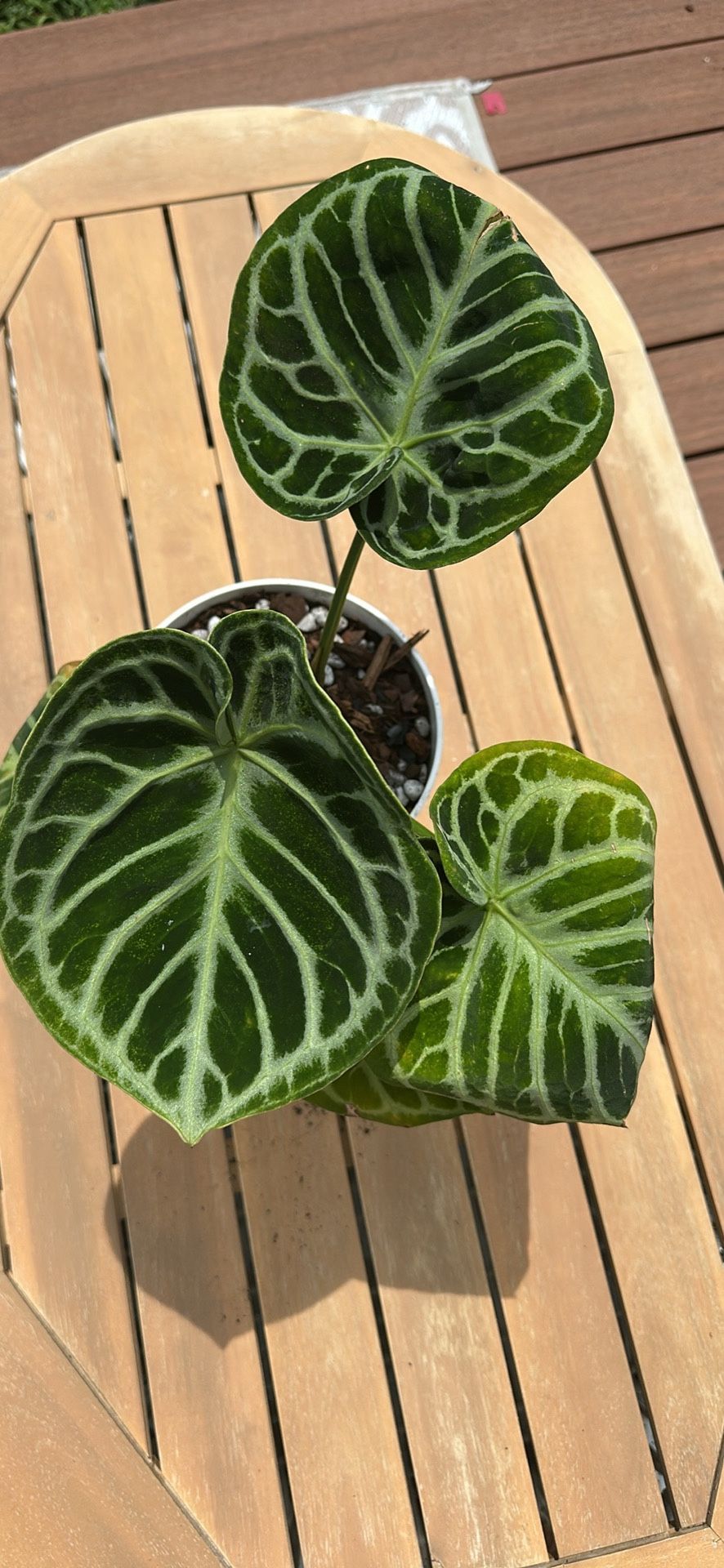 Anthurium Doriyaki House plant