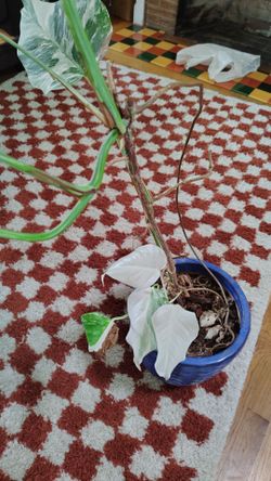 Albo monstera