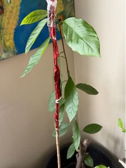 Avocado plant