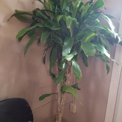 Purifier air  Dracaena Fragrance  