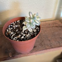 Succulent Titubans Variegated 