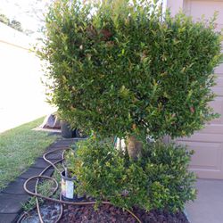 Topiary Evergreen "TOPIARY" 🌲 $45 Ea.