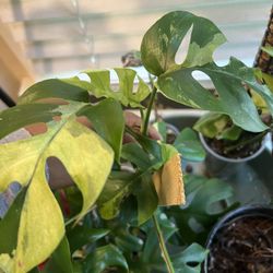 Variegated Tetrasperma Plant Cutting (pls Read Description Below) 