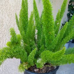 Fox Tail Fern  "Asparagus Fern " Plant $30