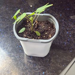 Healthy Papaya Seedling Plant