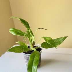 Philodendron Ring of Fire