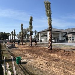 Palm Trees For Sale