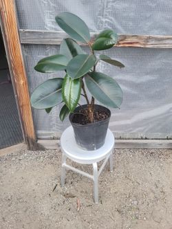 Rubber Plant 10" Nursery Pot