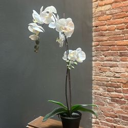 Faux orchid plant