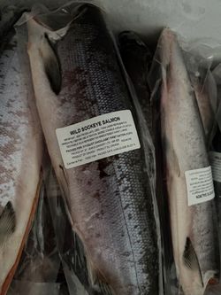 Sockeye Salmon