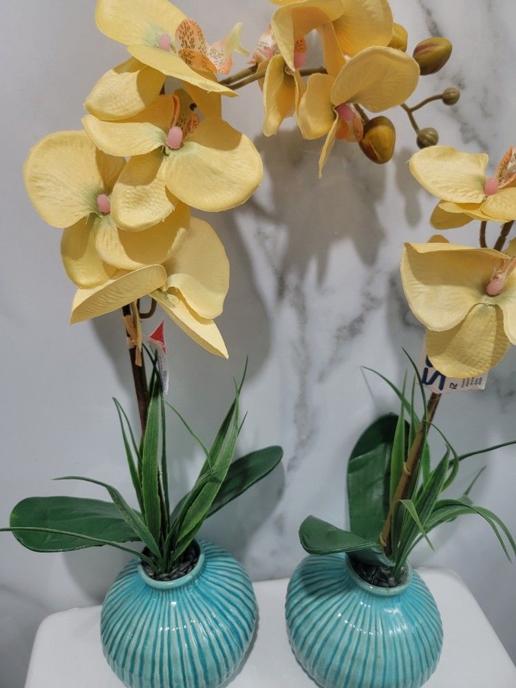 Yellow Orchid Plants