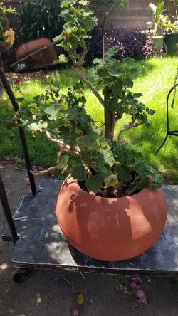 Ruby Red Geranium in a Reconditioned Round Terra Cotta Pot