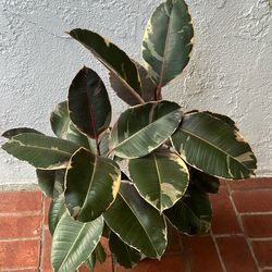 Ruby Rubber Tree Ficus plant 