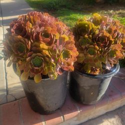 Suculents Plants