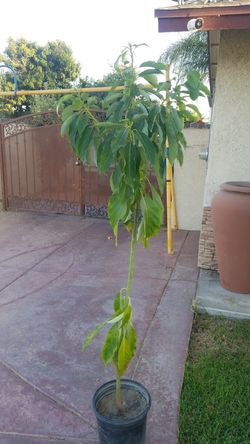 Avocado