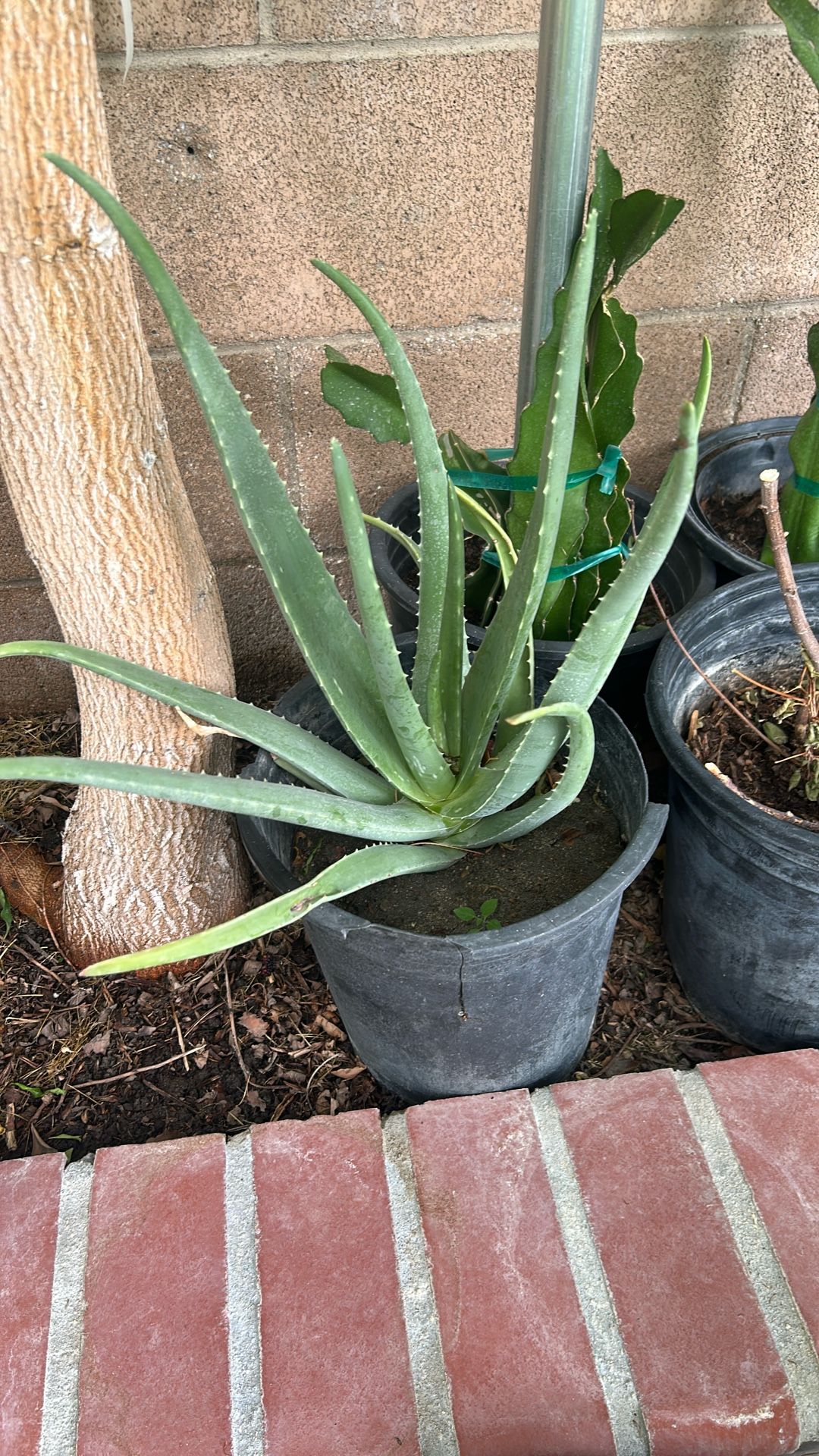 Big Aloe Vera