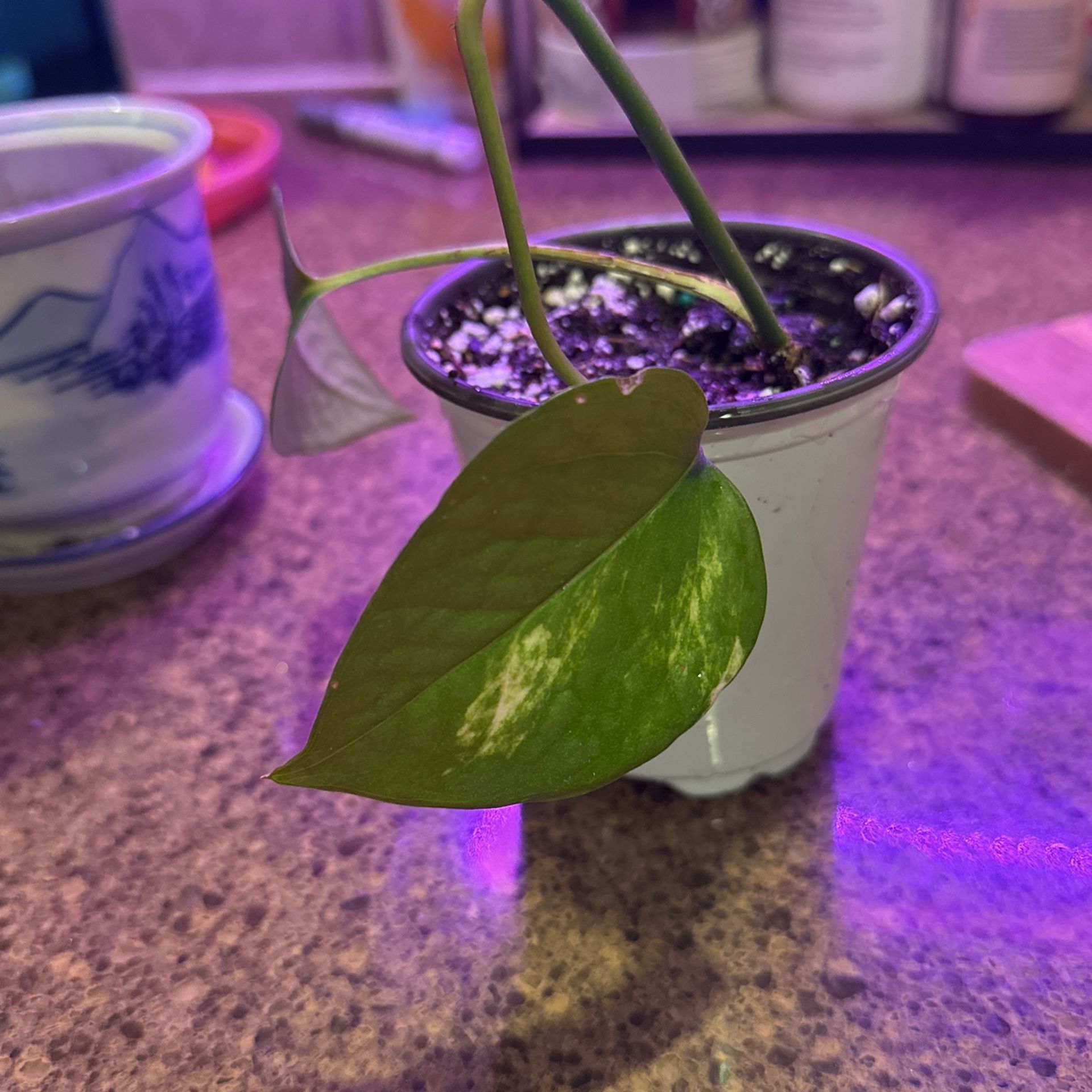 Pothos Plant