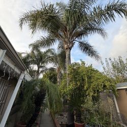  Large Palm Tree for Sale – 20–25 ft Tall