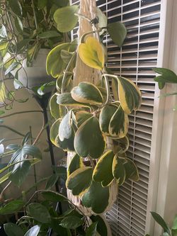 Variegated Hoya Kerrii