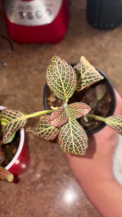 Fittonia plants